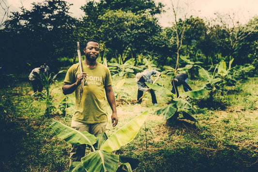 Moka Origins farm in Cameroon where their cacao is grown
